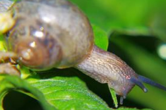 蜗牛怎么养才能生宝宝