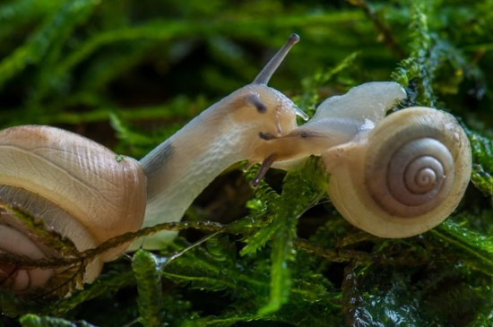 刚孵化的小蜗牛怎么养