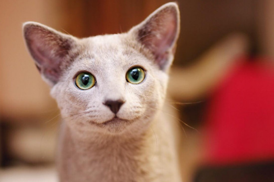 猫的眼睛看到世界是怎么样