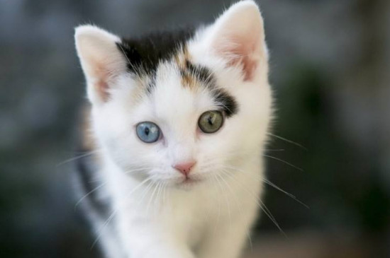 猫的眼睛为什么会变色