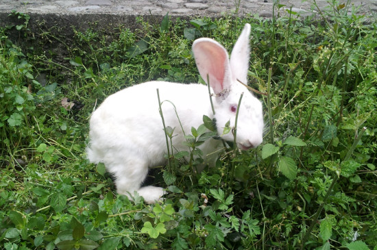 兔子吃狗尾巴草吗