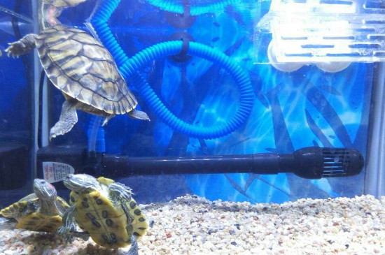 乌龟怎么养放多少水