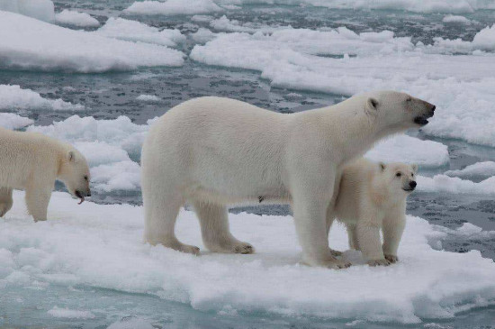 为什么北极熊不吃企鹅