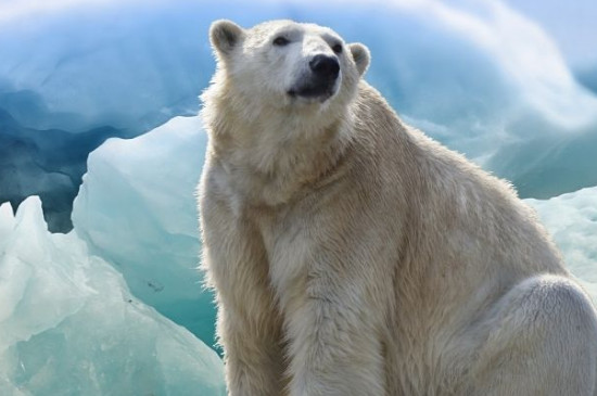 为什么北极熊不吃企鹅