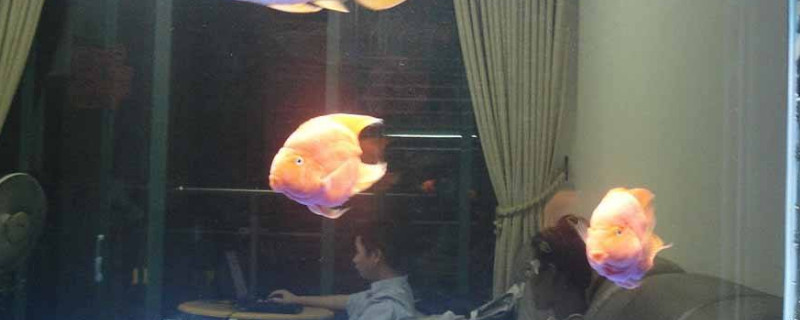 鱼缸杀菌灯有用吗
