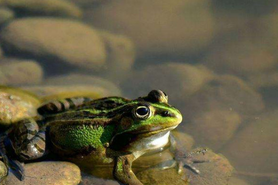 青蛙不吃东西能活多久，青蛙不吃不喝能活几天