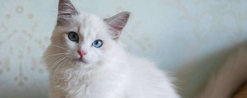 猫的眼睛是什么颜色