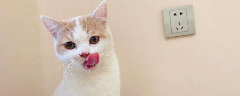 宠物猫能喝酸奶吗