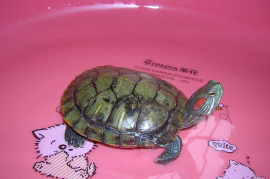 乌龟怎样才能长得快些
