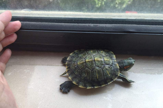 乌龟怎样才能长得快些