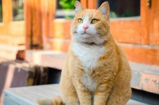 橘猫是中华田园猫吗