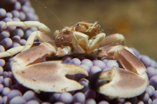 海里的小螃蟹吃什么食物
