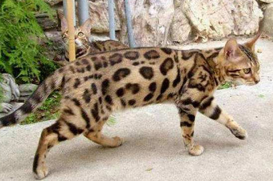 孟加拉豹猫很凶吗