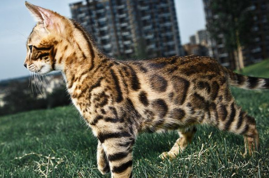 孟加拉豹猫很凶吗