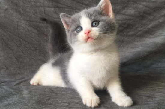 英短蓝白猫能长多大