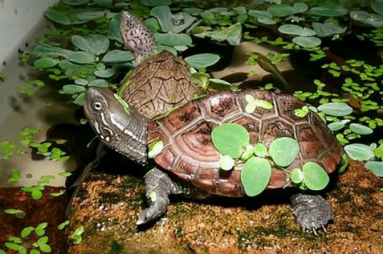 养一只草龟会孤单吗
