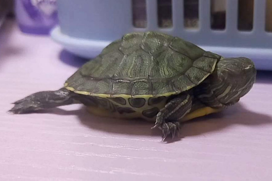 小乌龟怎么养才长得快