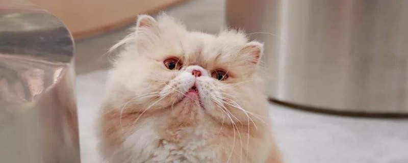 猫是色盲吗_宠物圈