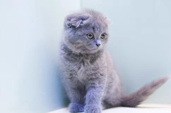 英短折耳蓝猫能活几年