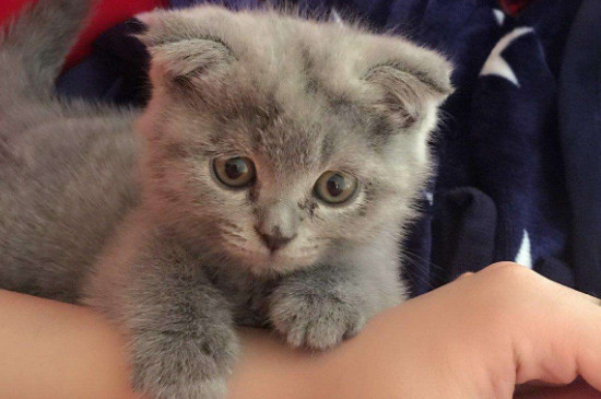 2个月的折耳蓝猫怎么养