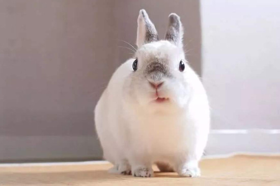 兔子反感你的表现