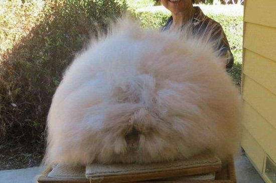 世界上最大的兔子，巨型兔子长1.34米(图片)