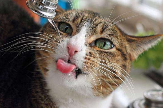 猫不喝水会怎么样