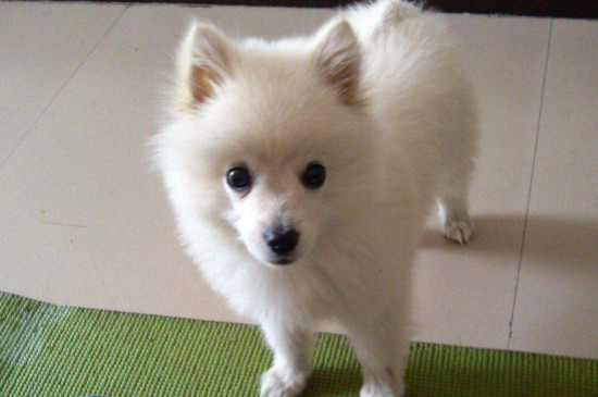 日本银狐犬聪明吗