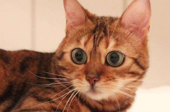 猫瞳孔放大是怎么回事