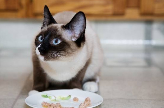 猫挑食吃什么能胖