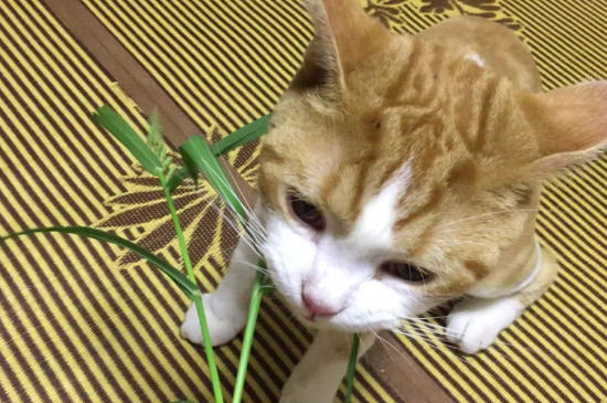 猫为什么吃草