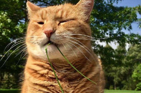 猫为什么吃草