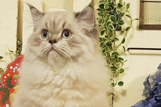 英长猫是什么品种