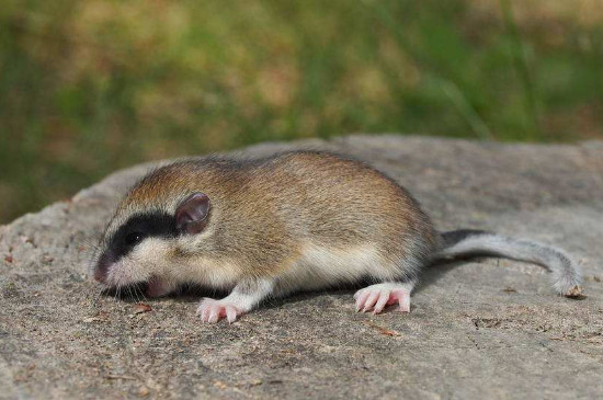 榛睡鼠可以养吗，寿命是多少年