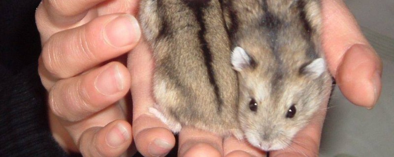小仓鼠的寿命是多少年，哪种品种的寿命最长