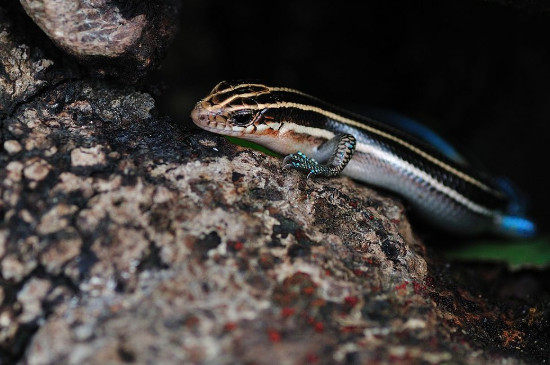 蓝尾金蜥适合当宠物吗，这种蓝色尾巴的蜥蜴有毒吗