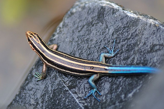 蓝尾金蜥适合当宠物吗，这种蓝色尾巴的蜥蜴有毒吗