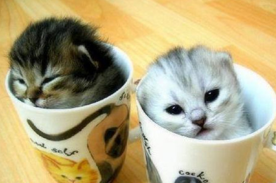 可爱茶杯猫多少钱一只，20~30元的茶杯猫在哪里买到