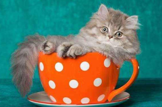 可爱茶杯猫多少钱一只，20~30元的茶杯猫在哪里买到