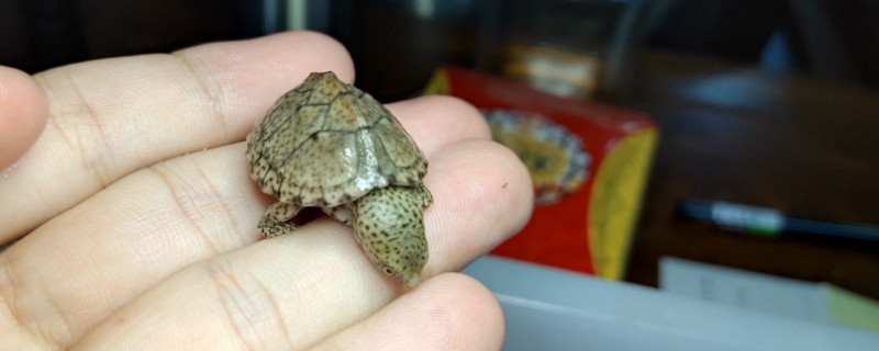 3―5厘米小乌龟冬眠会死吗