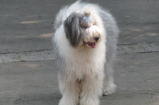 毛很长的狗是什么品种