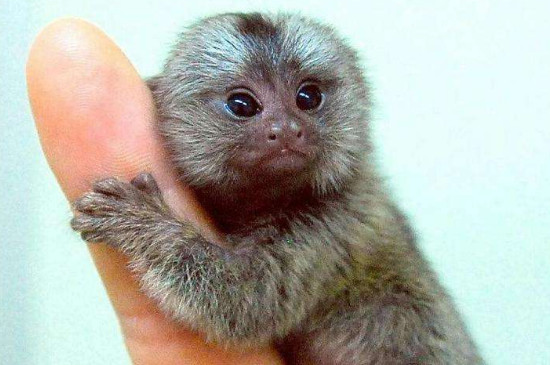 一只宠物指猴价格多少图片，市场上哪里有抱指猴出售