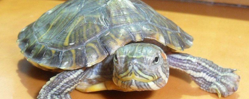 乌龟冬眠是什么样子的