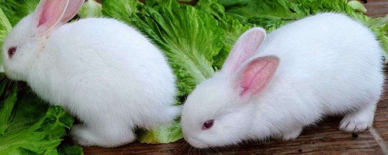 兔子吃什么会立刻死掉