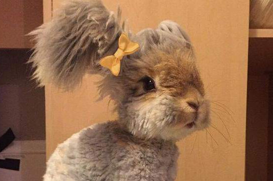 安哥拉草泥兔哪里有卖的，这种大耳朵巨兔多少钱一只