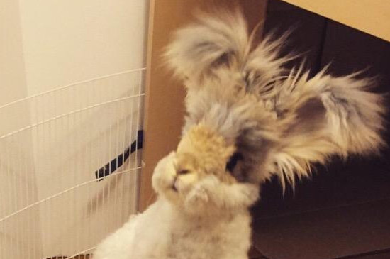 安哥拉草泥兔哪里有卖的，这种大耳朵巨兔多少钱一只