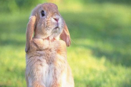 兔子耳朵下垂怎样恢复