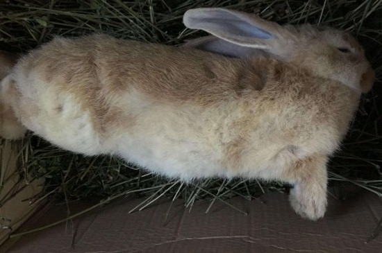 兔子死了眼睛睁着还是闭着