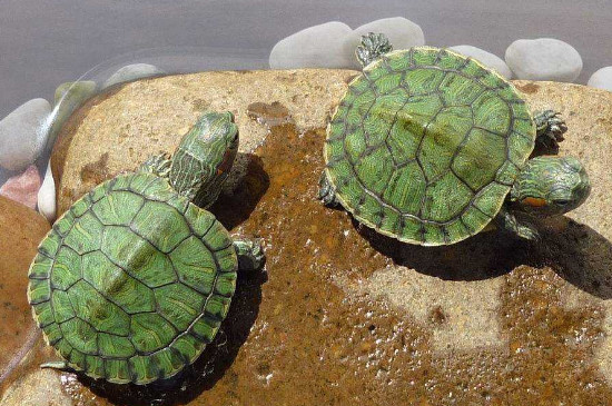 巴西龟冬眠时间