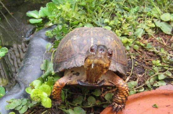 陆龟会游泳吗